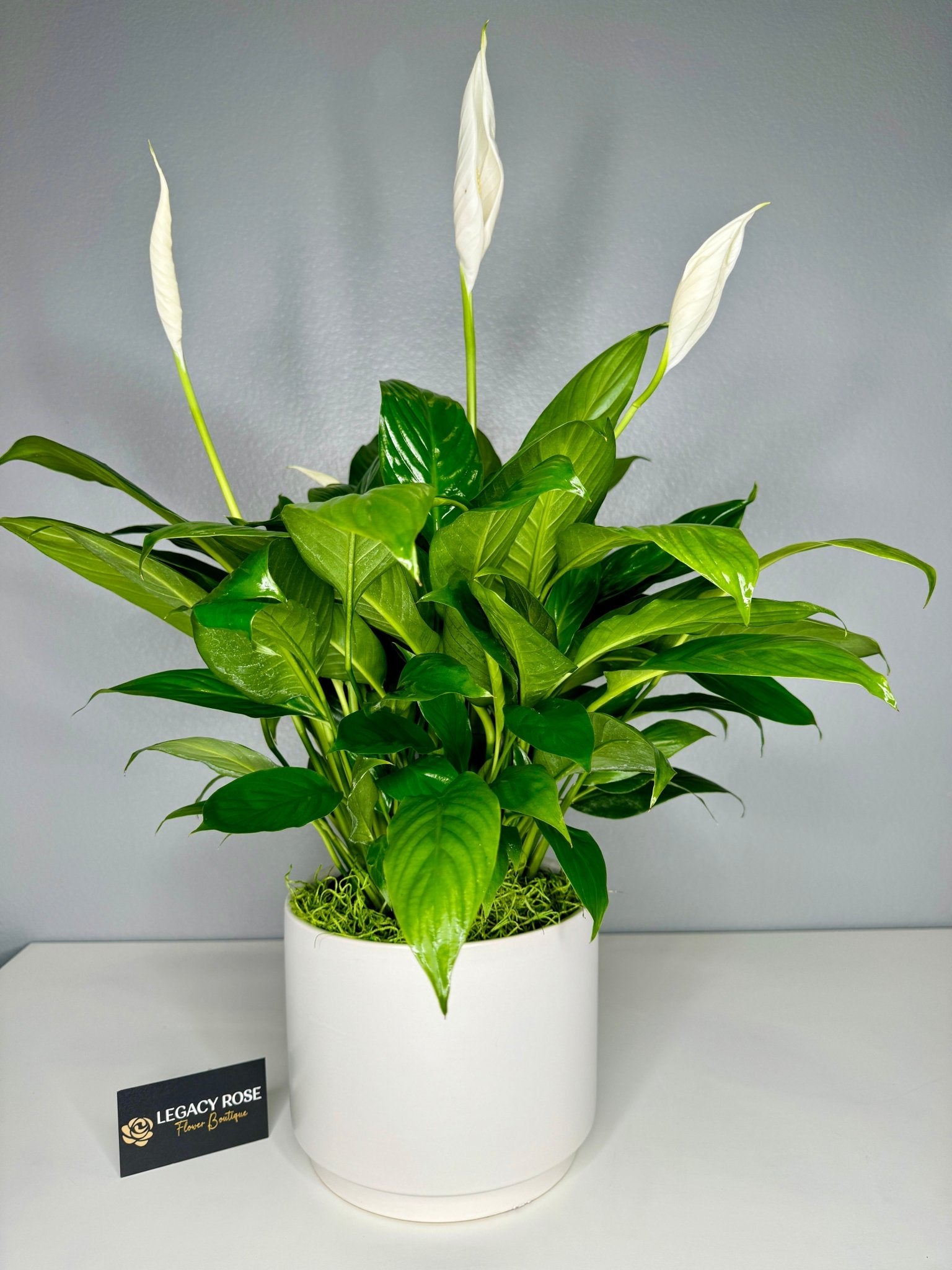 peace lilies for sale near me Sympathy Peace Lily – Legacy Rose TX