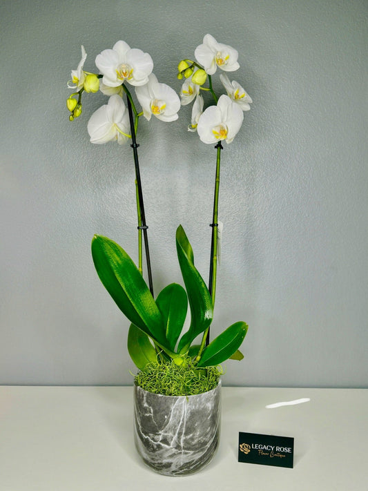 Double Orchid (Phalaenopsis) - Legacy Rose TX