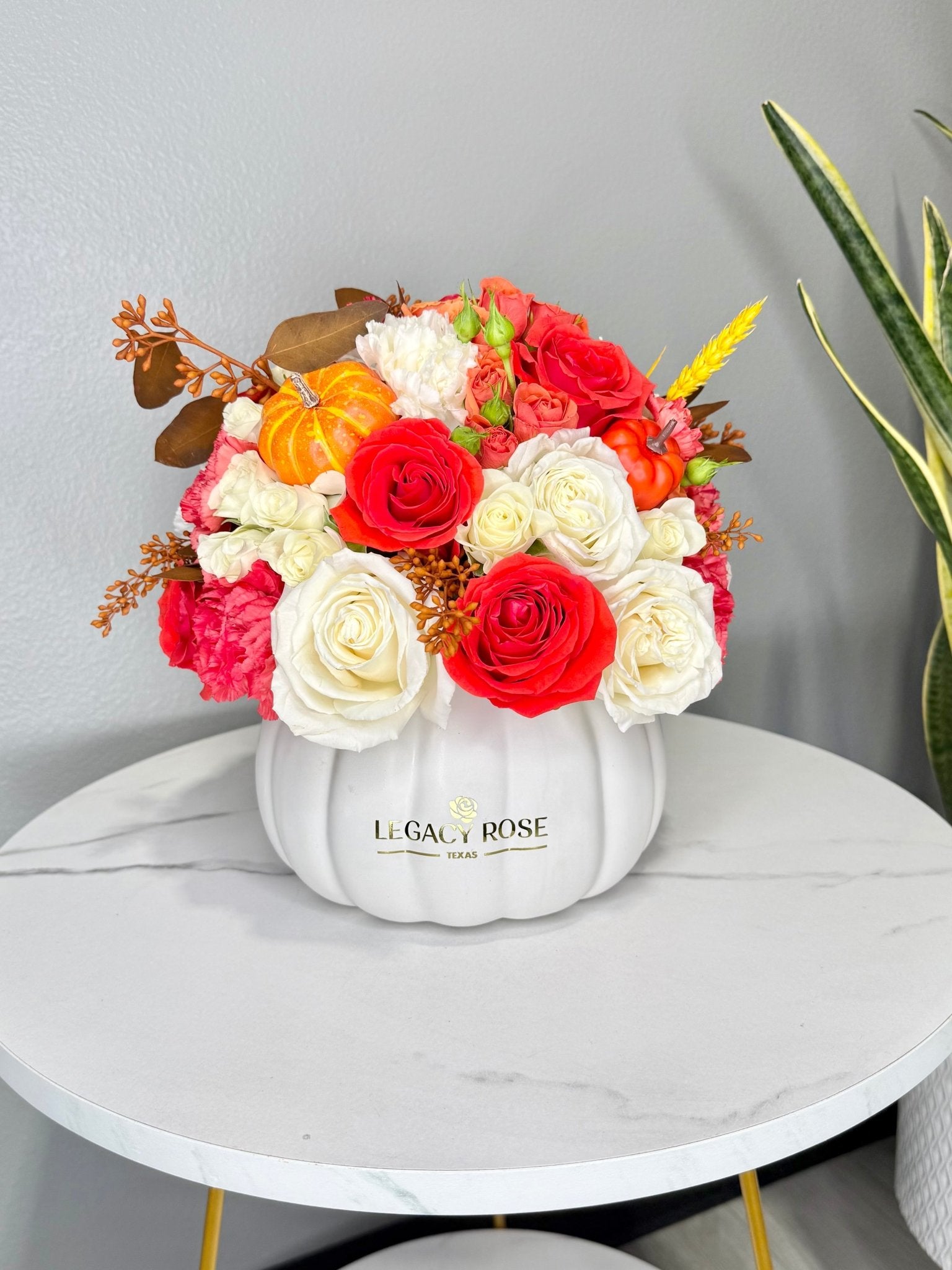 Pumpkin Patch - Legacy Rose TX