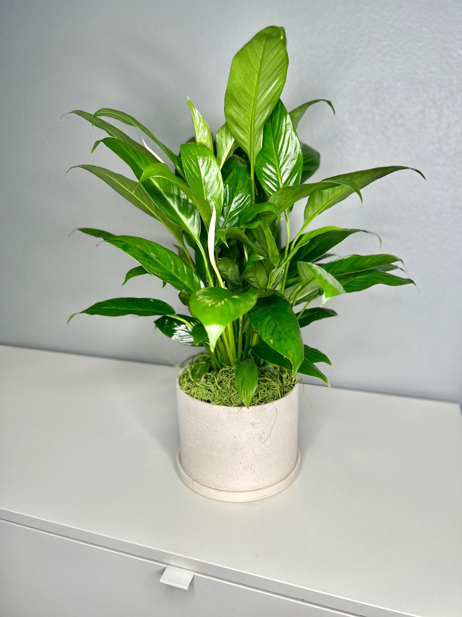Sympathy Peace Lily - Legacy Rose TX
